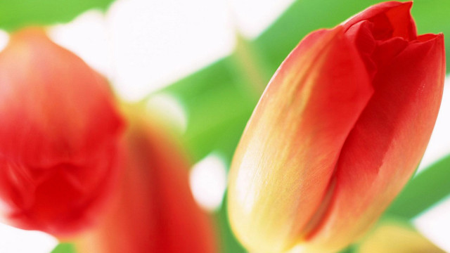 Red flower bokeh macro blurry free wallpaper - medium preview image