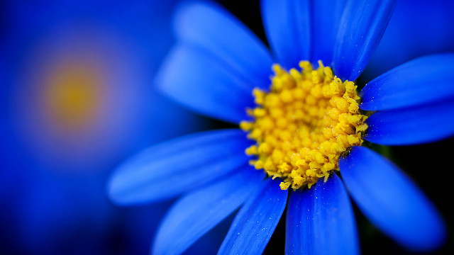 Blue flower yellow center macro #7 free wallpaper - medium preview image