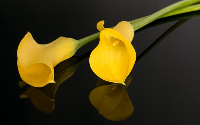 Yellow flower reflection black surface #2 free wallpaper - medium preview image