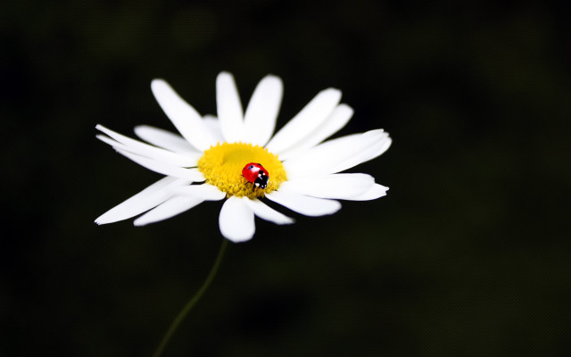 Ladybug whiteflower yellowcenter macrophotography angelwings free wallpaper - medium preview image