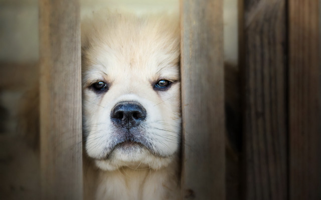 Sad dog fence photo blurry free wallpaper - medium preview image