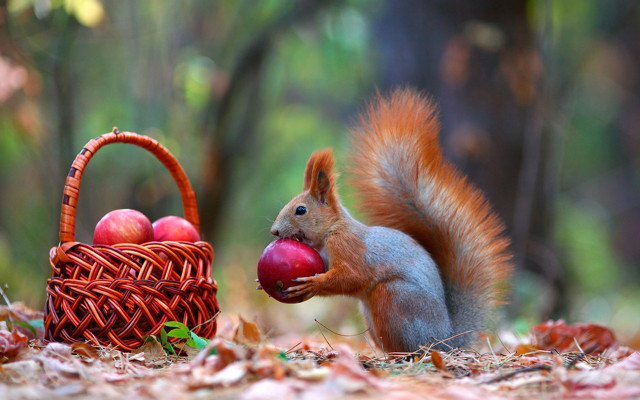 Squirrel apple basket woods autumn free wallpaper - medium preview image