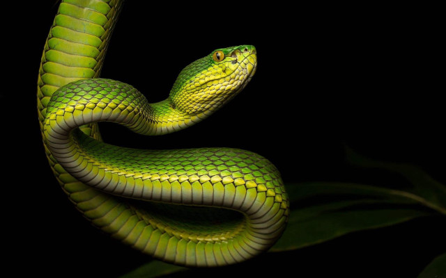 Green snake black background green #4 free wallpaper - medium preview image