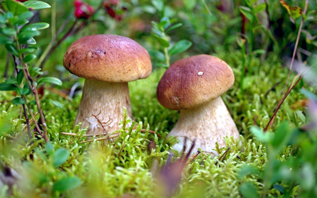 Mushrooms grass ecological art bokeh free wallpaper - medium preview image
