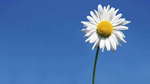 Daisy blue sky yellow center free wallpaper - medium preview image