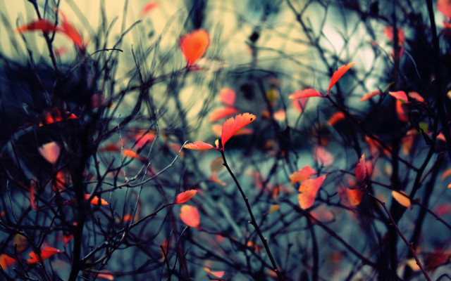 Red leaves blurry background autumn free wallpaper - medium preview image