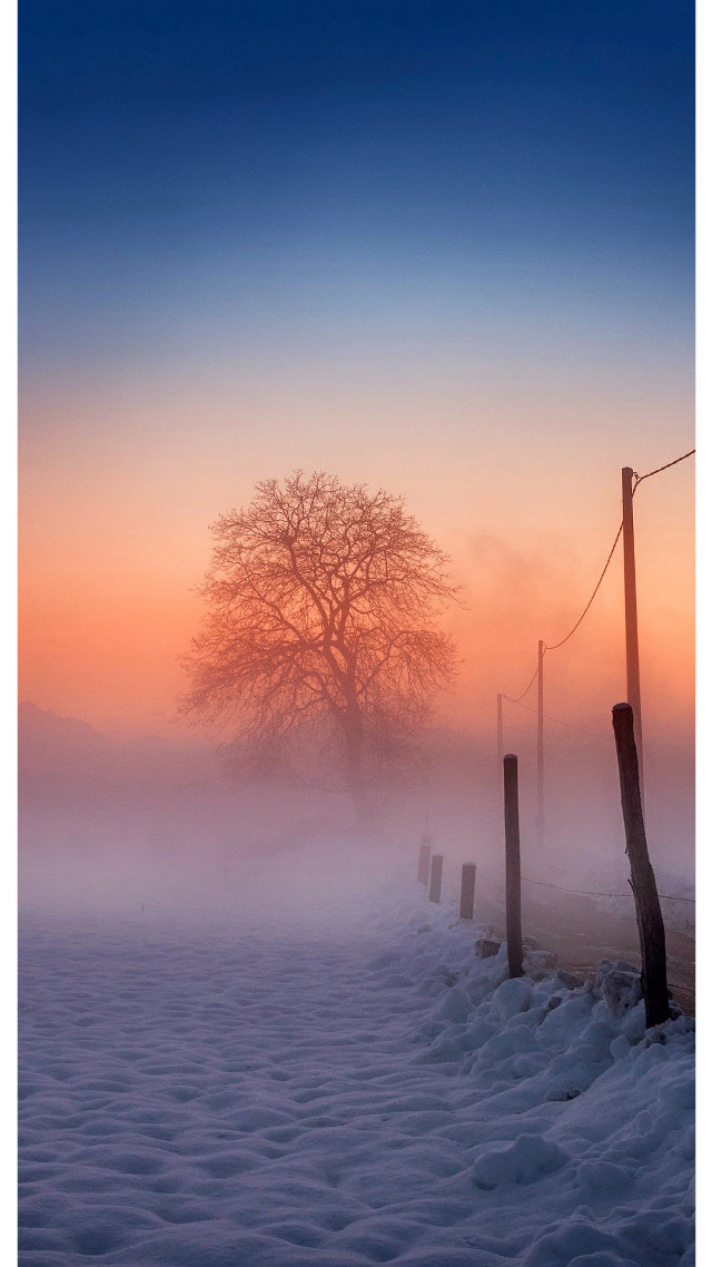 Foggy field tree fence foreground free wallpaper - medium preview image