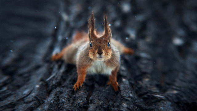 Squirrel snowy trunk bokeh sad free wallpaper - medium preview image