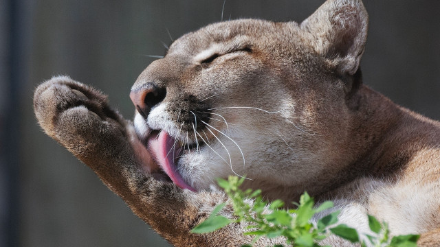 Cat yawning closeup realistic jigsaw free wallpaper - medium preview image