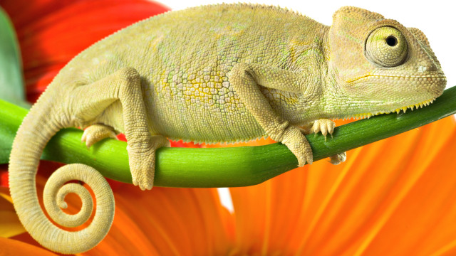 Chameleon green stem flower white free wallpaper - medium preview image