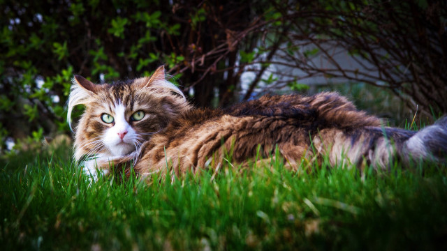 Black cat grass tilt shift free wallpaper - medium preview image