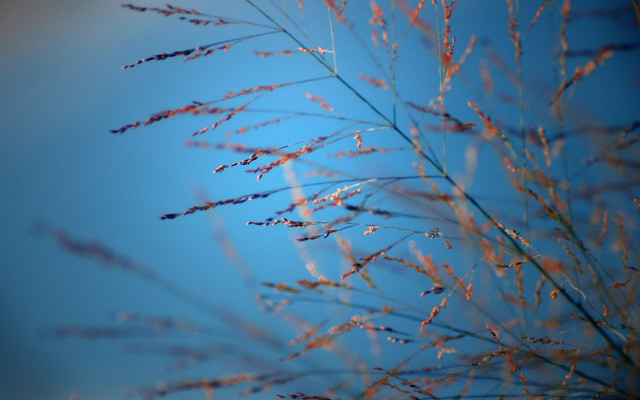 Plant blue sky clouds closeup free wallpaper - medium preview image
