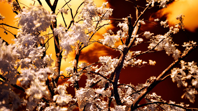 Tree white flowers yellow sky free wallpaper - medium preview image