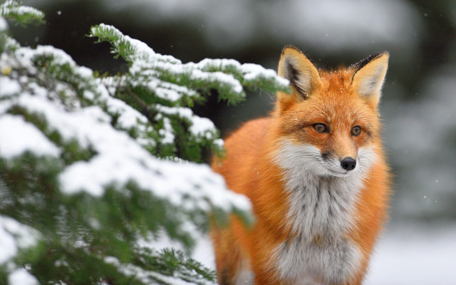 Red fox snow tree branch free wallpaper - medium preview image