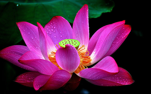 Pink flower green bug water free wallpaper - medium preview image