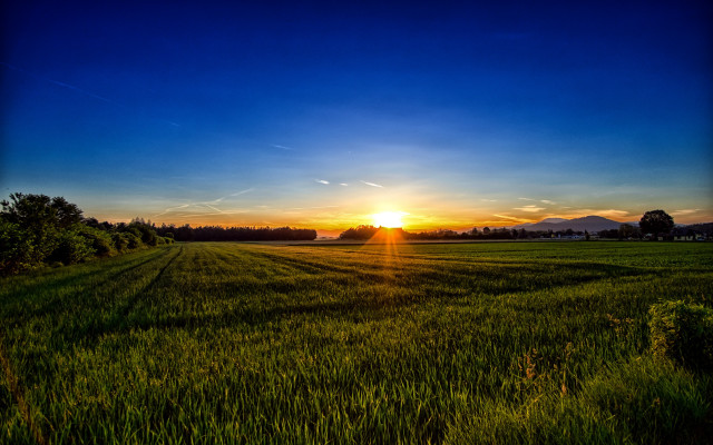 Sunset field forest trees bushes free wallpaper - medium preview image