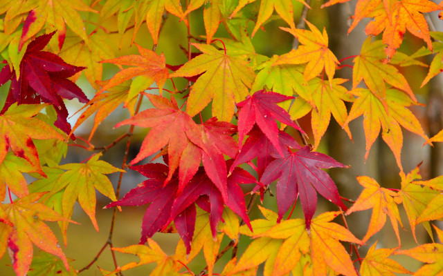 Tree leaves fence autumn forest free wallpaper - medium preview image