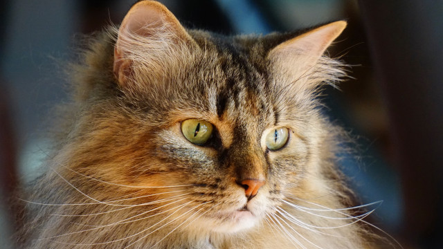 Cat green eyes portrait renaissance #2 free wallpaper - medium preview image