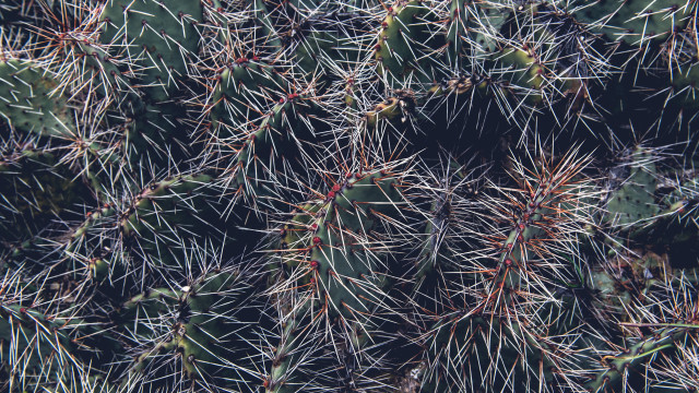 Cactus closeup needles green background free wallpaper - medium preview image