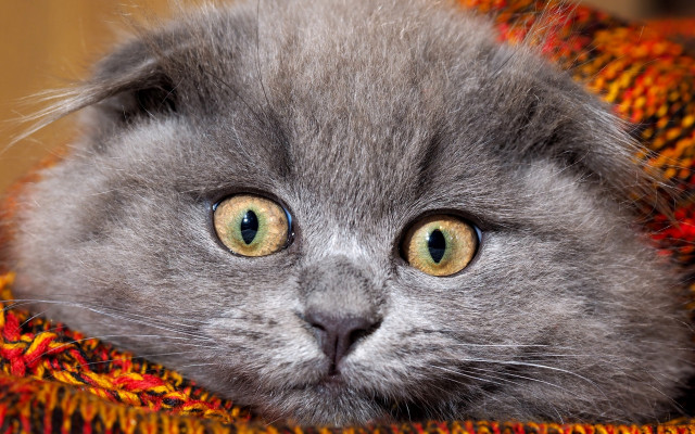 Gray cat green eyes autumn free wallpaper - medium preview image