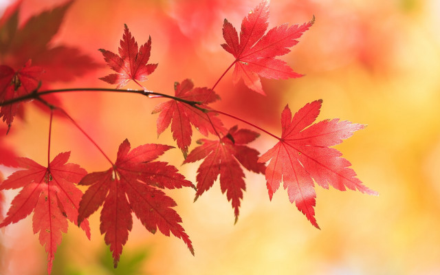 Red leaves autumn macro bug free wallpaper - medium preview image