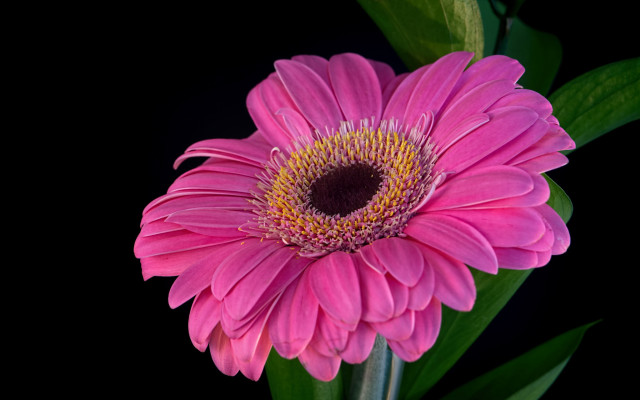 Pink flower green stem black free wallpaper - medium preview image