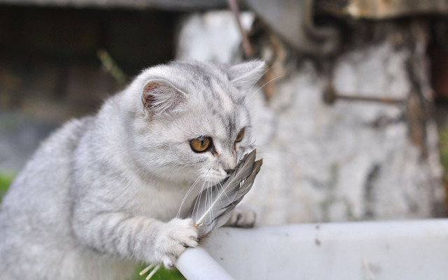 Cat bird ledge focus blurry free wallpaper - medium preview image