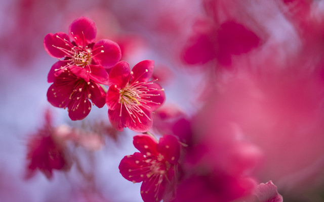 Pink flower sky background macro free wallpaper - medium preview image