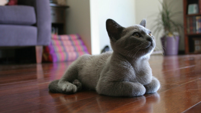 Cat looking up blurry background #2 free wallpaper - medium preview image