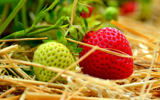 Strawberries hay field blurry background free wallpaper - medium preview image