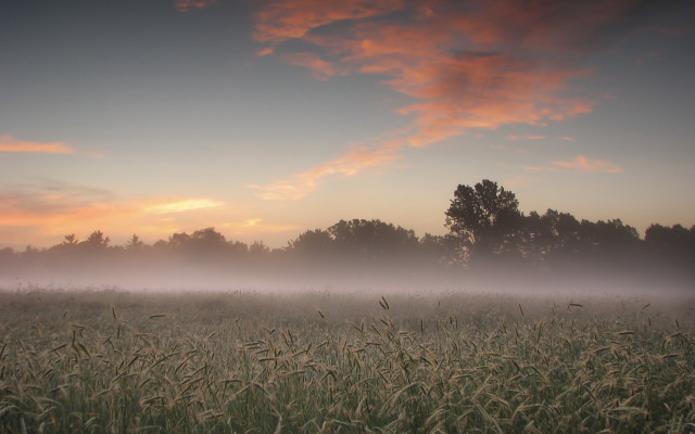 Foggy horizon trees mountain sunset free wallpaper - medium preview image