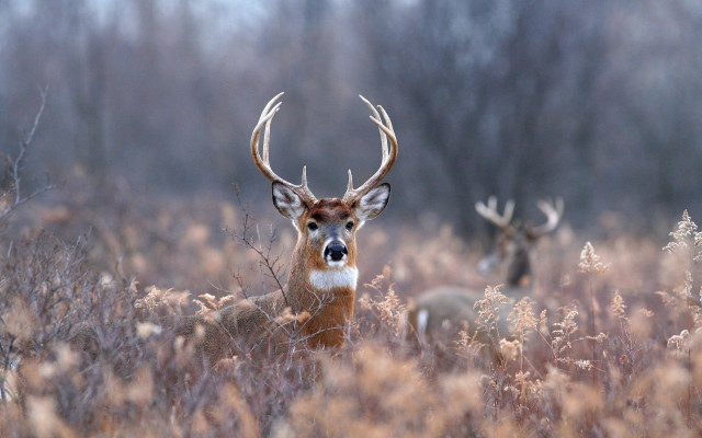 Deer field tallgrass woods snow free wallpaper - medium preview image