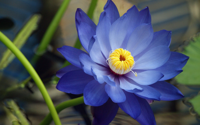Blue flower yellow center water free wallpaper - medium preview image