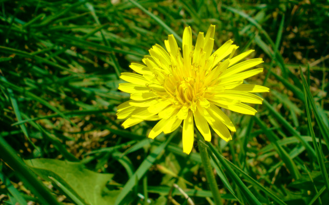 Yellow flower grass leaves blurry free wallpaper - medium preview image