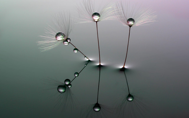 Dandelion water drops reflection macro free wallpaper - medium preview image