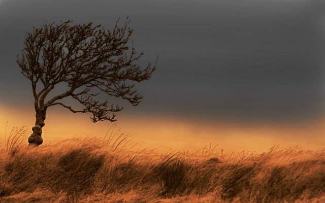Lone tree gradient sky dusk free wallpaper - medium preview image
