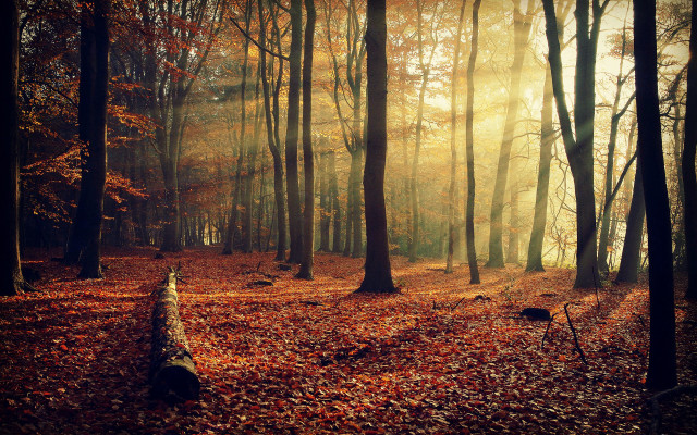 Forest fallen trunk sunbeam autumn #2 free wallpaper - medium preview image