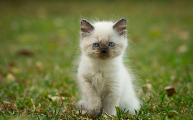 Curious white kitten blue eyes #2 free wallpaper - medium preview image