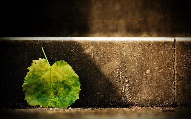 Leaf wall shadow night sky free wallpaper - medium preview image