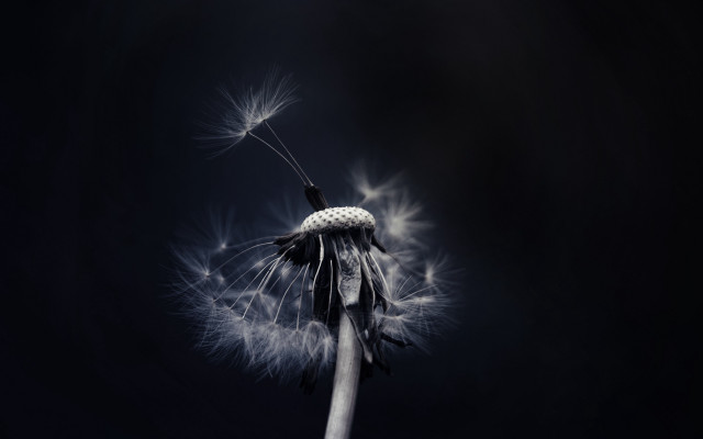 Dandelion black white background macro free wallpaper - medium preview image