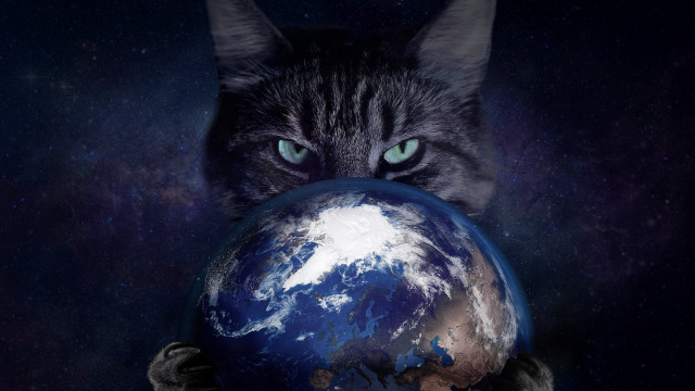 Cat earth blue starry night free wallpaper - medium preview image