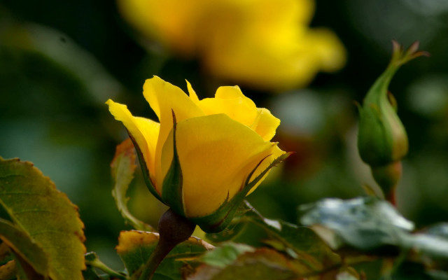 Yellow rose garden macro shallow free wallpaper - medium preview image