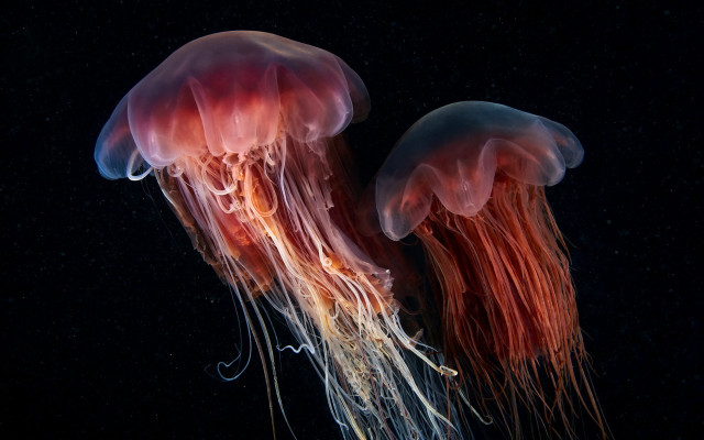 Jellyfish ocean black background naturalism free wallpaper - medium preview image