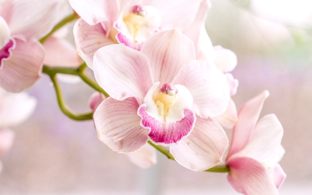 Pink flower macro blurry background #10 free wallpaper - medium preview image