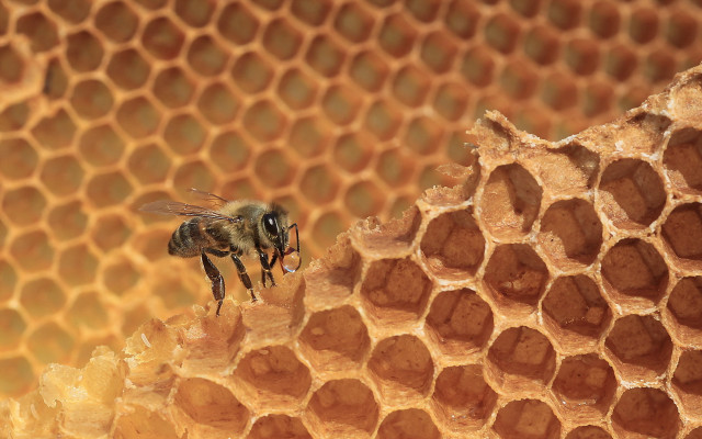 Bee honeycomb macro photography urban free wallpaper - medium preview image