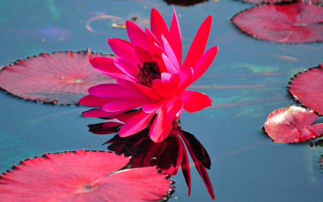 Pink flower floating water lilies free wallpaper - medium preview image