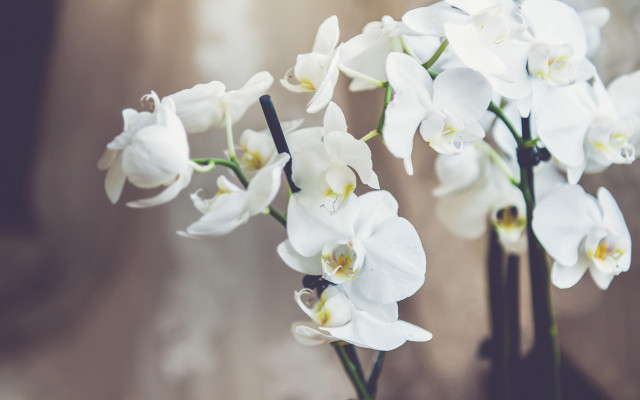 White flowers vase still life free wallpaper - medium preview image