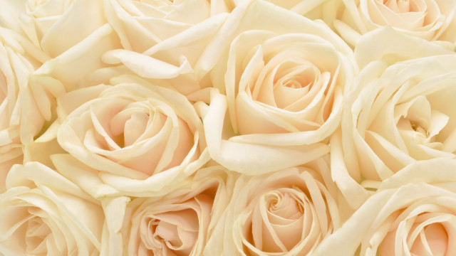 White roses closeup soft background free wallpaper - medium preview image