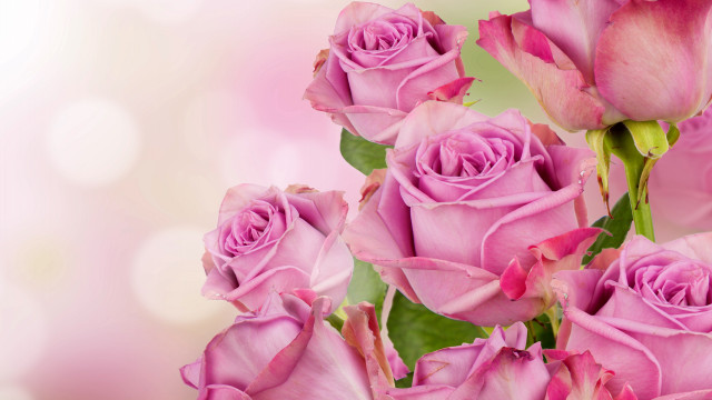 Pink roses bouquet light bokeh free wallpaper - medium preview image