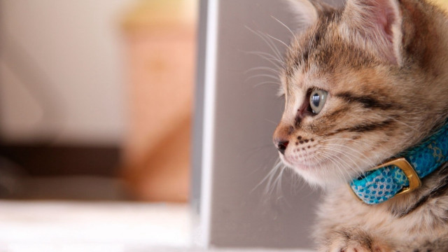 Kitten bluecollar laptop blurrybackground cute free wallpaper - medium preview image